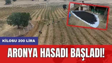 Aronya hasadı başladı! Kilosu 200 lira