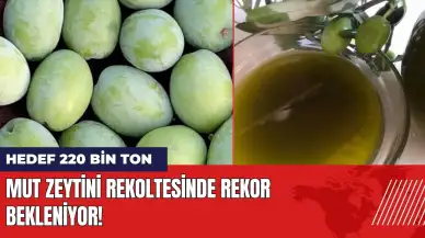 Mut zeytini rekoltesinde rekor bekleniyor: Hedef 220 bin ton