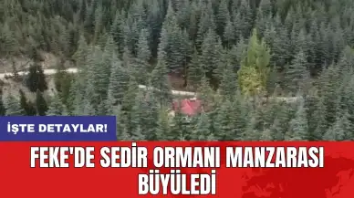 Feke'de sedir ormanı manzarası büyüledi