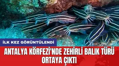 Antalya Körfezi'nde zehirli balık türü ortaya çıktı