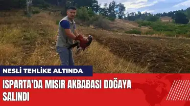 Isparta'da nesli tükenmekte olan mısır akbabası doğaya salındı