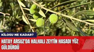 Hatay Arsuz'da halhalı zeytin hasadı yüz güldürdü