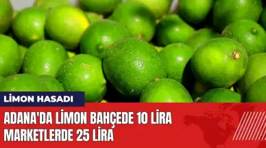 Adana'da limon bahçede 10 lira marketlerde 25 lira