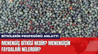 Menengiç bitkisi nedir? Menengiçin faydaları nelerdir?