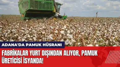 Adana'da pamuk hüsranı Fabrikalar yurt dışından alıyor üretici isyanda