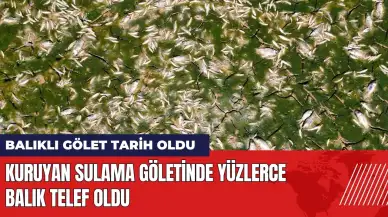 Kuruyan sulama göletinde yüzlerce balık telef oldu