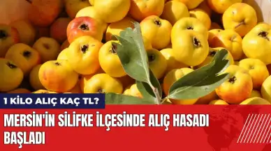 Mersin'in Silifke ilçesinde alıç hasadı başladı! 1 kilo alıç kaç TL?