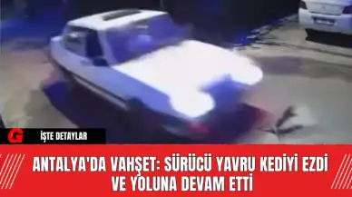 Antalya'da Vahşet: Sürücü Yavru Kediyi Ezdi ve Yoluna Devam Etti