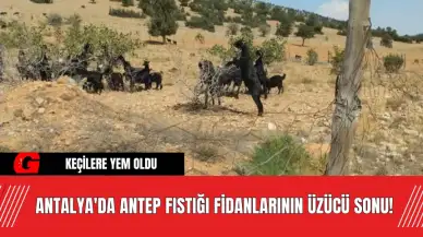 Antalya'da Antep Fıstığı Fidanlarının Üzücü Sonu! Keçilere Yem Oldu