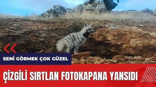 Seni görmek çok güzel! Çizgili Sırtlan fotokapana yansıdı