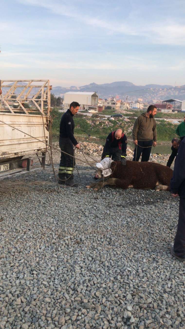 Asi nehrine düşen tosun sahibine zor onlar yaşattı 4