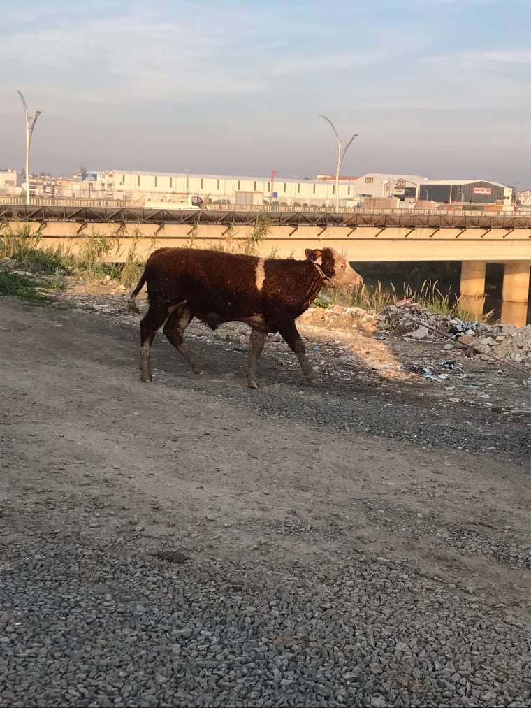 Asi nehrine düşen tosun sahibine zor onlar yaşattı 3