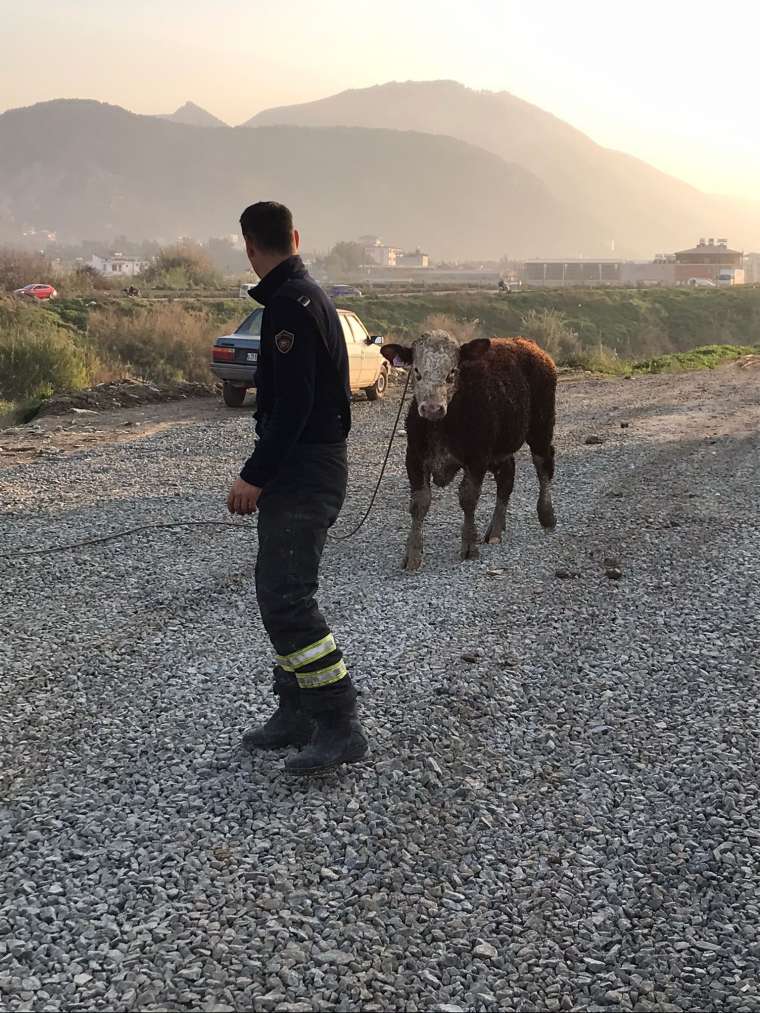 Asi nehrine düşen tosun sahibine zor onlar yaşattı 5