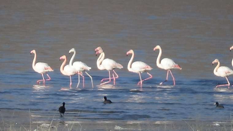 Flamingoların şöleni bu kış uzun sürdü 4