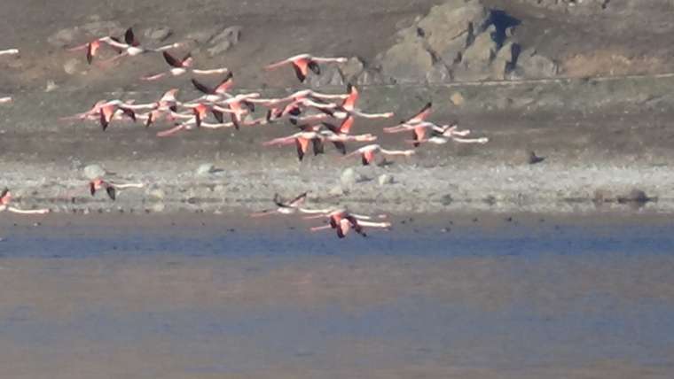 Flamingoların şöleni bu kış uzun sürdü 3