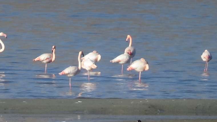 Flamingoların şöleni bu kış uzun sürdü 2