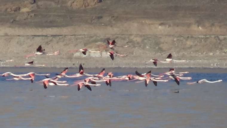 Flamingoların şöleni bu kış uzun sürdü 1