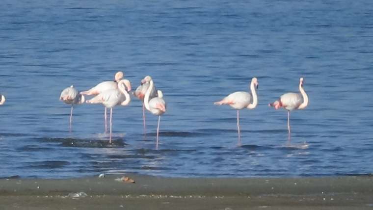 Flamingoların şöleni bu kış uzun sürdü 5