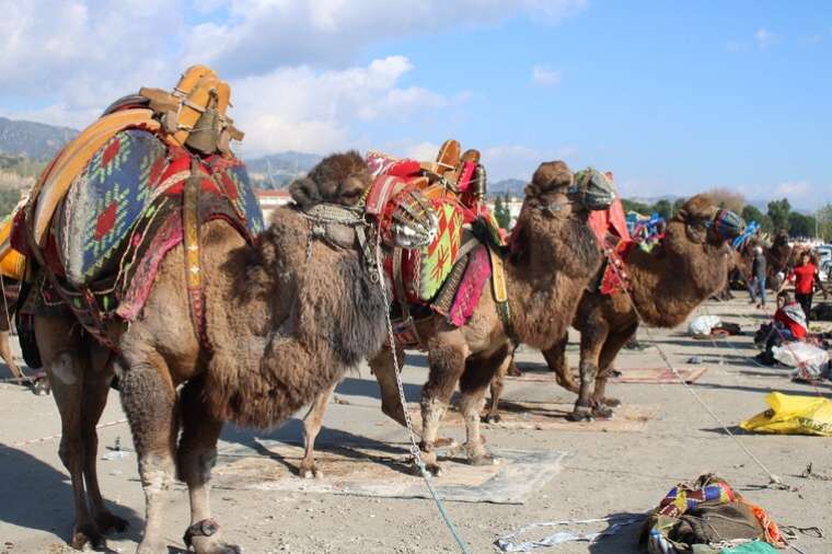 Aydın'da Deve Güreşleri Heyecanı Başladı: Dünya Kupası Şampiyonunu Buldu! 8