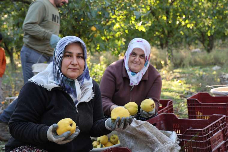 Kahramanmaraş ayva hasadı ve ihracata hazır! 2