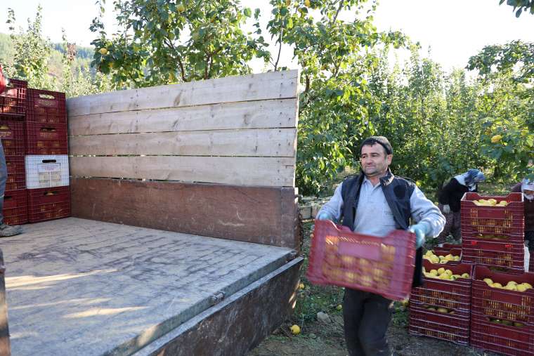 Kahramanmaraş ayva hasadı ve ihracata hazır! 1