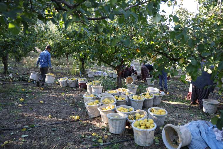 Kahramanmaraş ayva hasadı ve ihracata hazır! 8