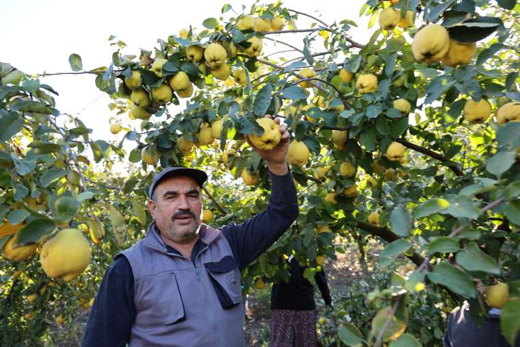 Kahramanmaraş ayva hasadı ve ihracata hazır! 6