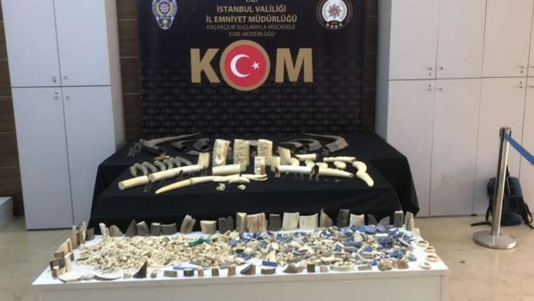 İstanbul'da kaçakçılık operasyonu: Fildişi antilop mamut ve geyik boynuzları ele geçirildi 4