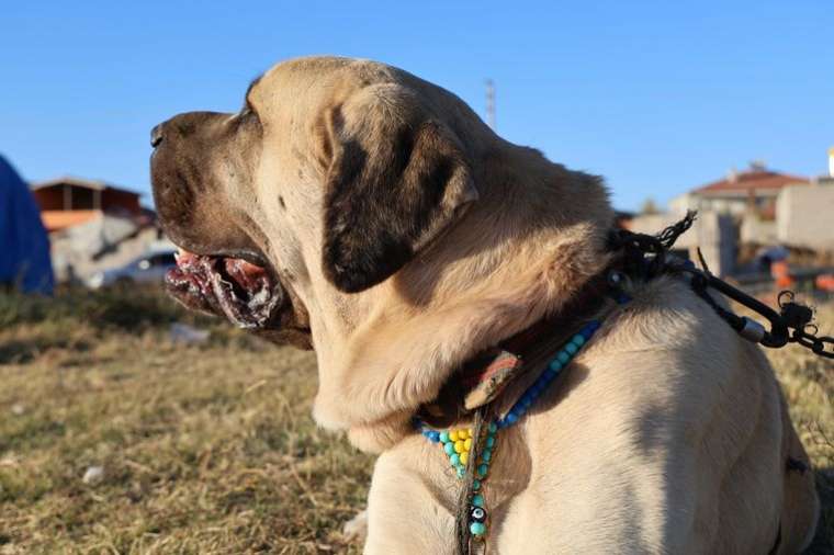 3 Bin 500 yıl öncesinin savaş köpeği! 3