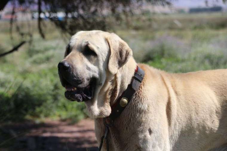 3 Bin 500 yıl öncesinin savaş köpeği! 1