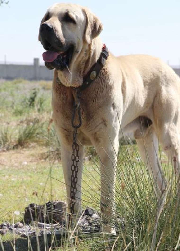 3 Bin 500 yıl öncesinin savaş köpeği! 2