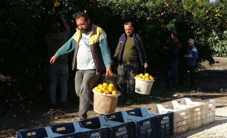 Portakal hasadı başladı! Türkiye üretiminin yüzde 50'si Doğu Akdeniz'den 6