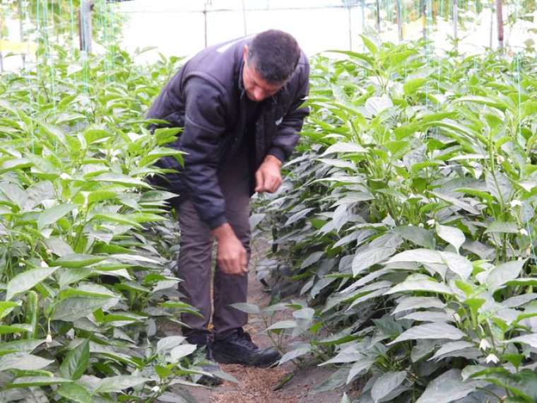 Samandağ biberi: Kilo vermenin sağlıklı ve lezzetli yolu 5