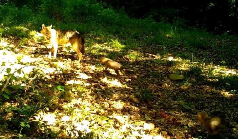 Ormanda bebek var! Yabani yavrular fotokapanlara yakalandı 9