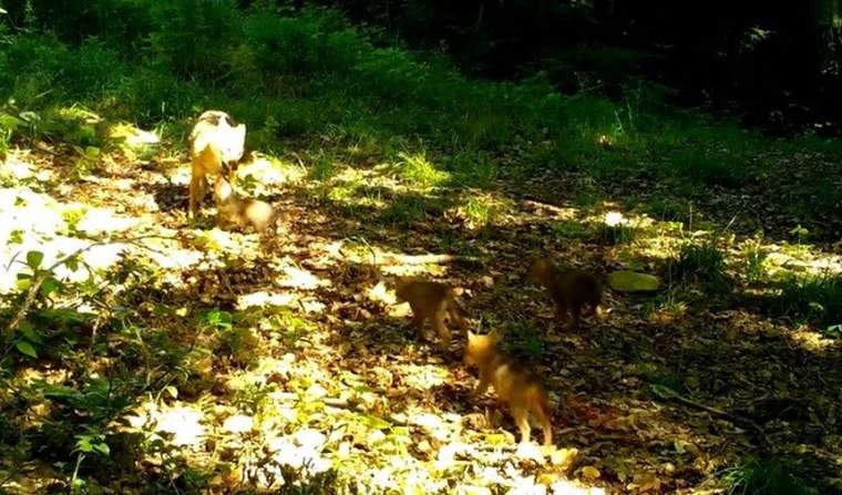 Ormanda bebek var! Yabani yavrular fotokapanlara yakalandı 8