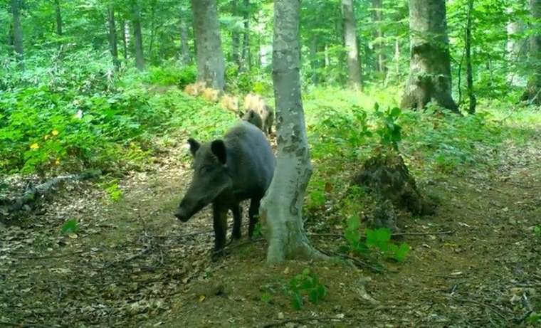 Ormanda bebek var! Yabani yavrular fotokapanlara yakalandı 7