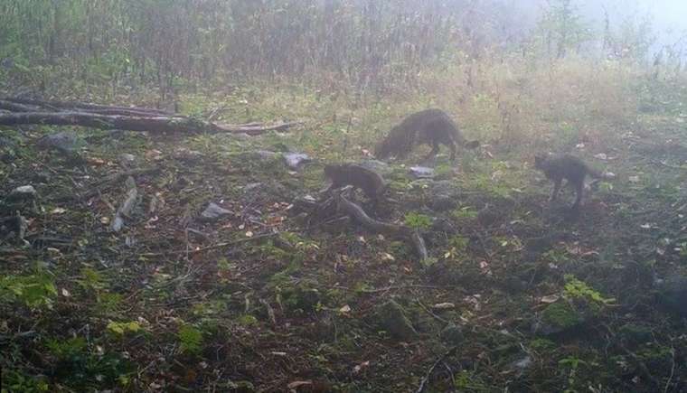 Ormanda bebek var! Yabani yavrular fotokapanlara yakalandı 5