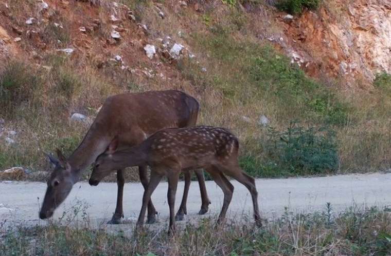 Ormanda bebek var! Yabani yavrular fotokapanlara yakalandı 4