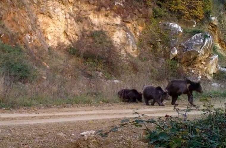 Ormanda bebek var! Yabani yavrular fotokapanlara yakalandı 3