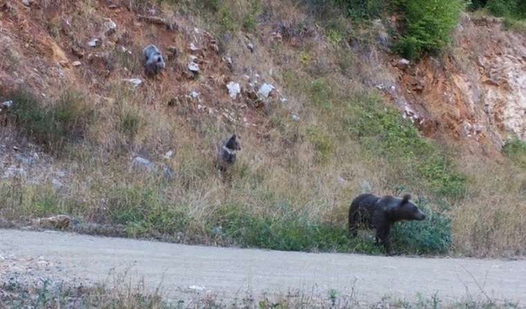 Ormanda bebek var! Yabani yavrular fotokapanlara yakalandı 1