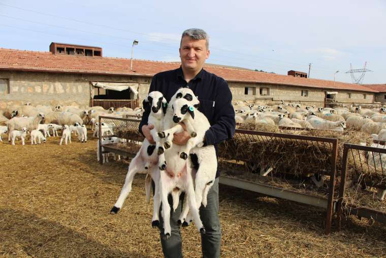 Kış Güneşi Süt Kuzularına Yaradı! Kuzu Doğumlarında Üçüzler Rekor Kırıyor 9