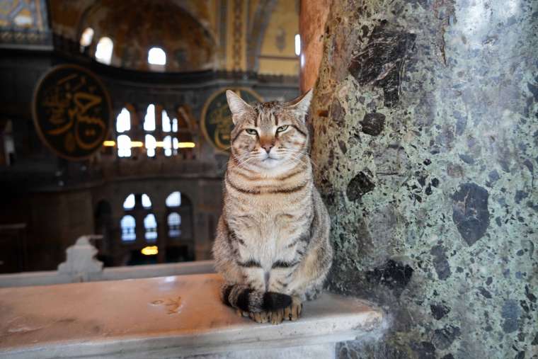 Ayasofya'nın Yeni 'Gli'si' Turistlerin İlgisini Çekiyor 6