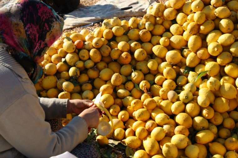 Narenciye dalında kalmıştı ama kabuğu altın değerinde! 5