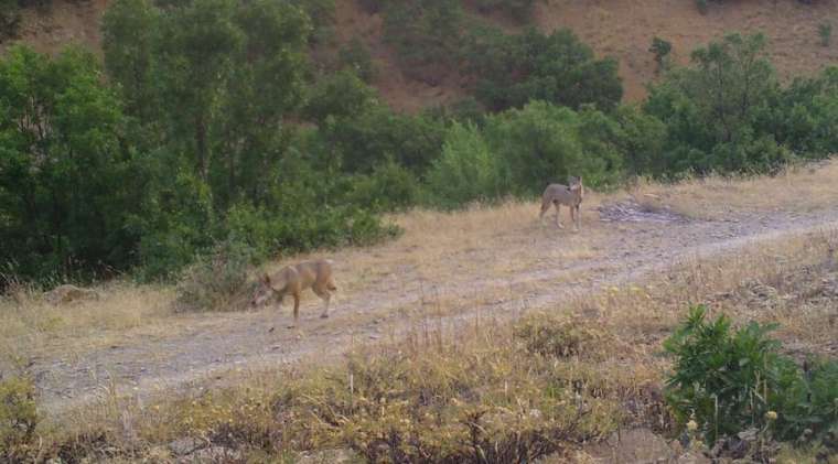 Türkiye'deki yaban hayatı çeşitliliği fotokapanlara yansıdı 3