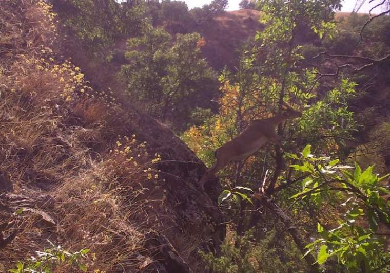 Türkiye'deki yaban hayatı çeşitliliği fotokapanlara yansıdı 5