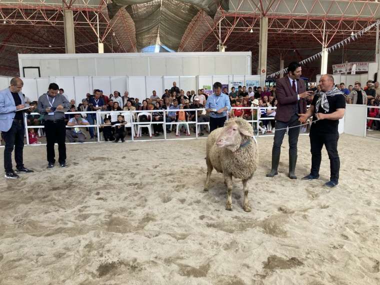 Burdur'da gelenek değişmedi! İşte Honamlı Teke ve Koç Güzellik Yarışması 12