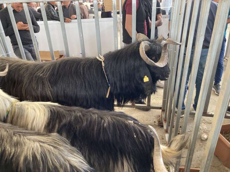 Burdur'da gelenek değişmedi! İşte Honamlı Teke ve Koç Güzellik Yarışması 9