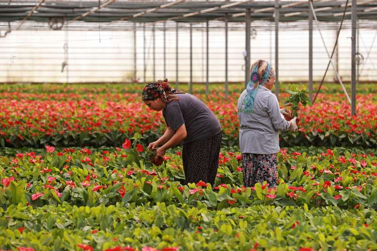 Çiçek Yetiştiricileri Anneler Günü'ne Hazırlanıyor 16