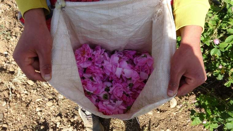 4 tondan 1 litre çıkıyor! Isparta'da gül yağı fiyatları dudak uçuklatıyor 3