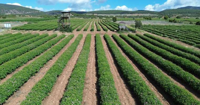 4 tondan 1 litre çıkıyor! Isparta'da gül yağı fiyatları dudak uçuklatıyor 1